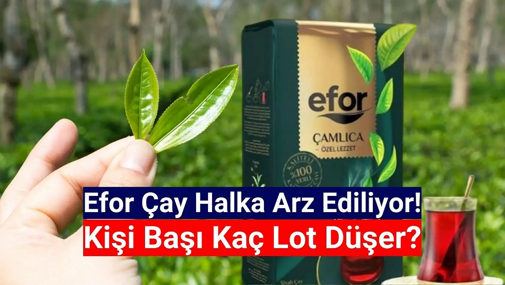 Efor Çay (EFORC) kişi başı kaç lot düşer?